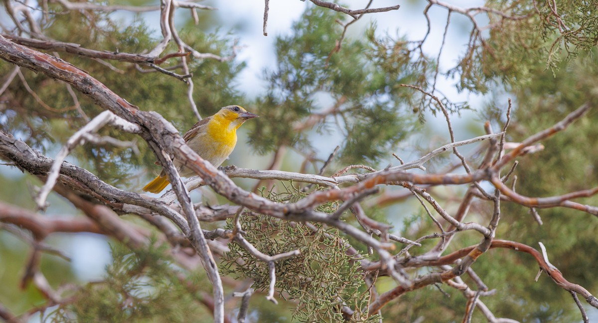 Bullock's Oriole - ML638364910