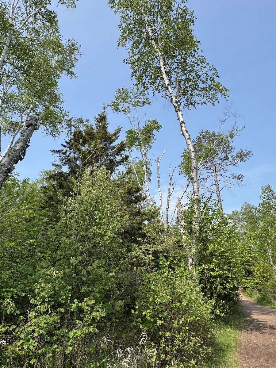 null - ML638364929