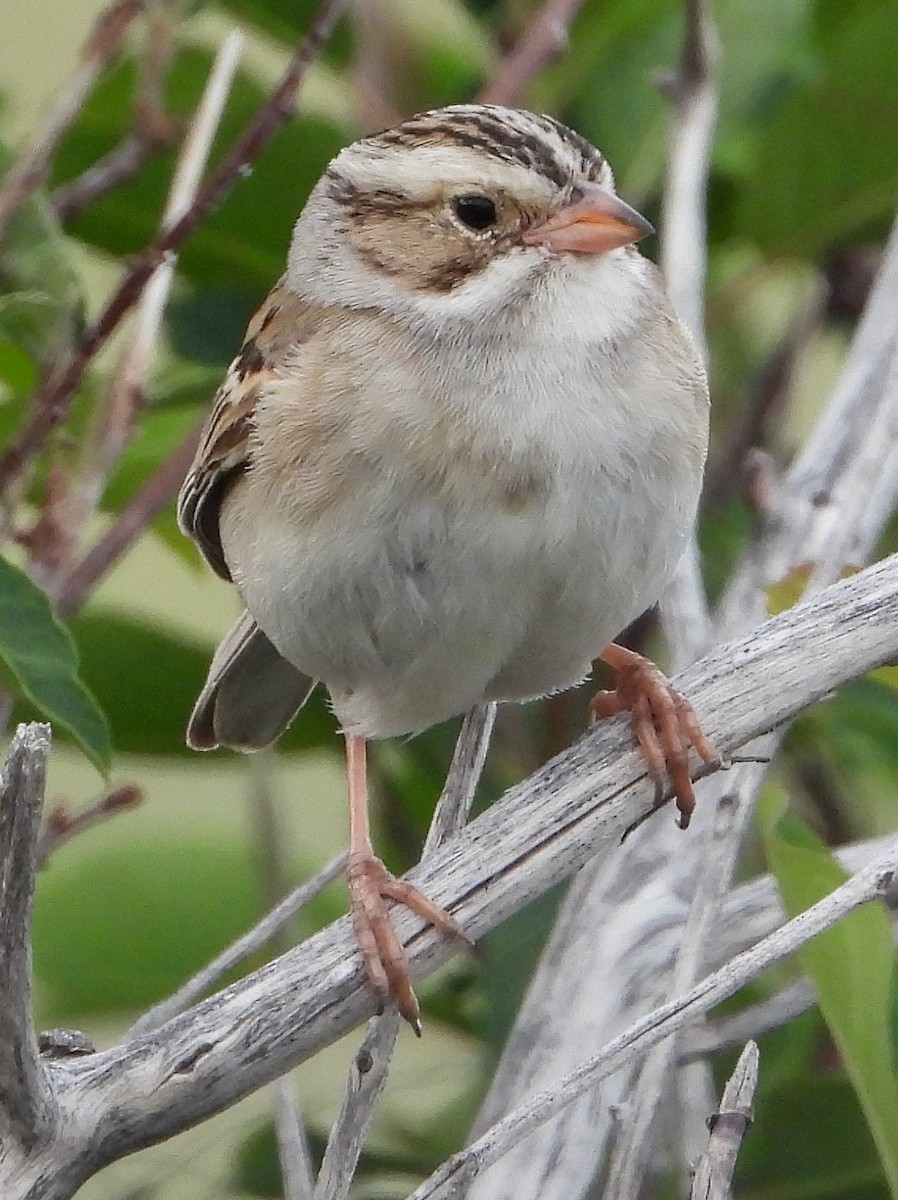 Clay-colored Sparrow - ML638364936