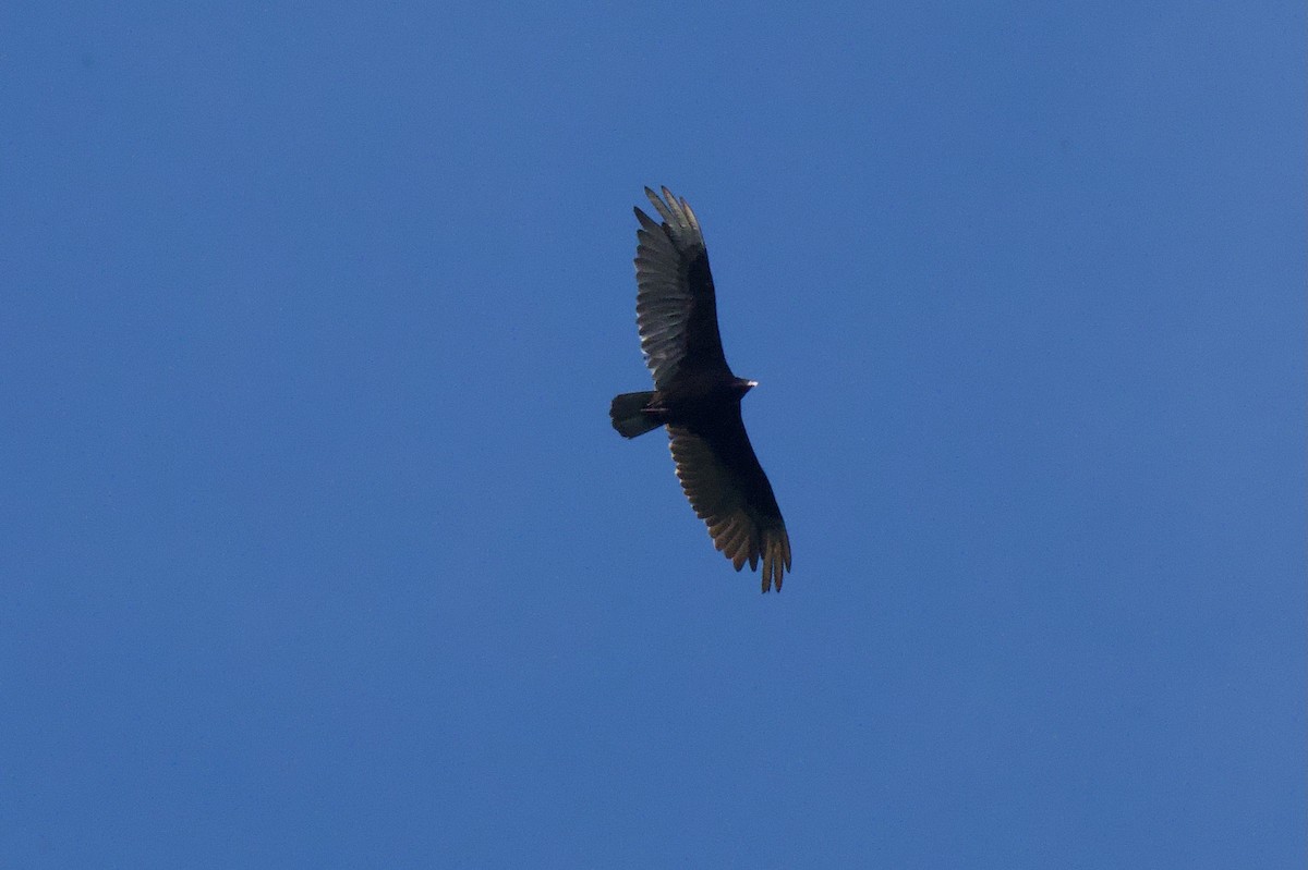 Turkey Vulture - ML638364977