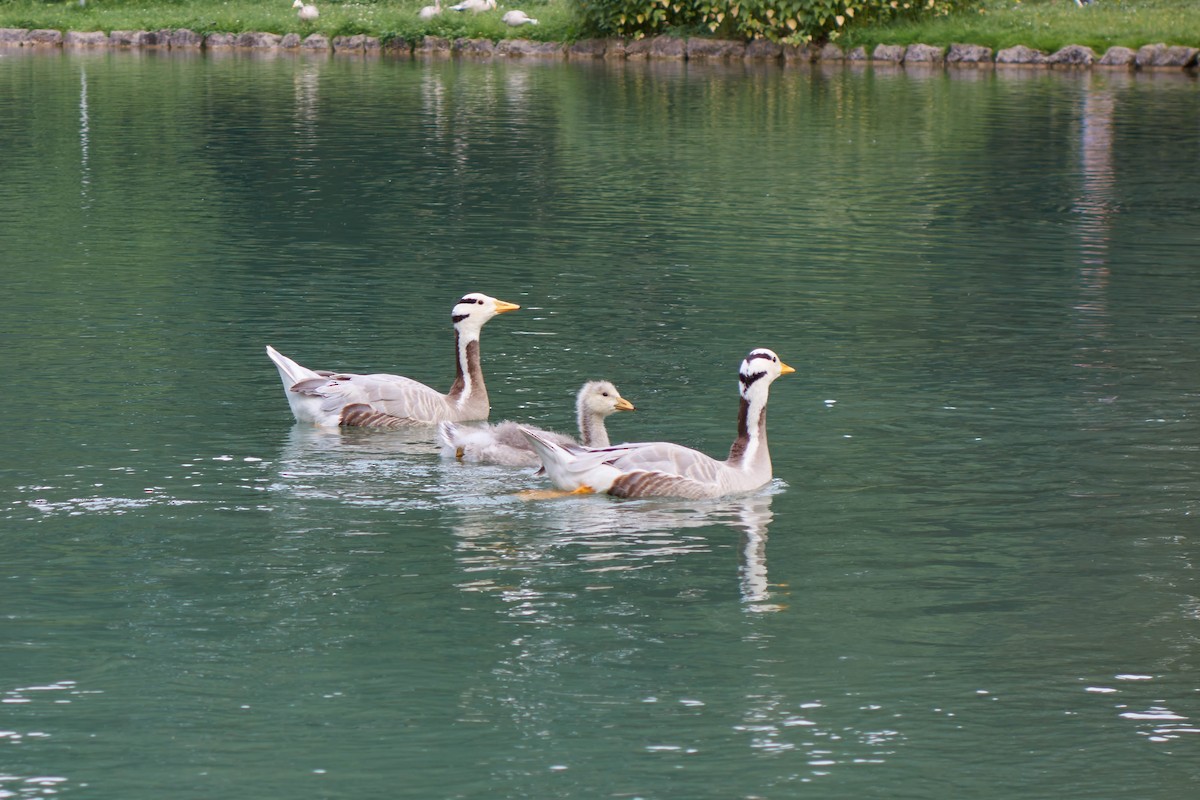 Bar-headed Goose - ML638364978