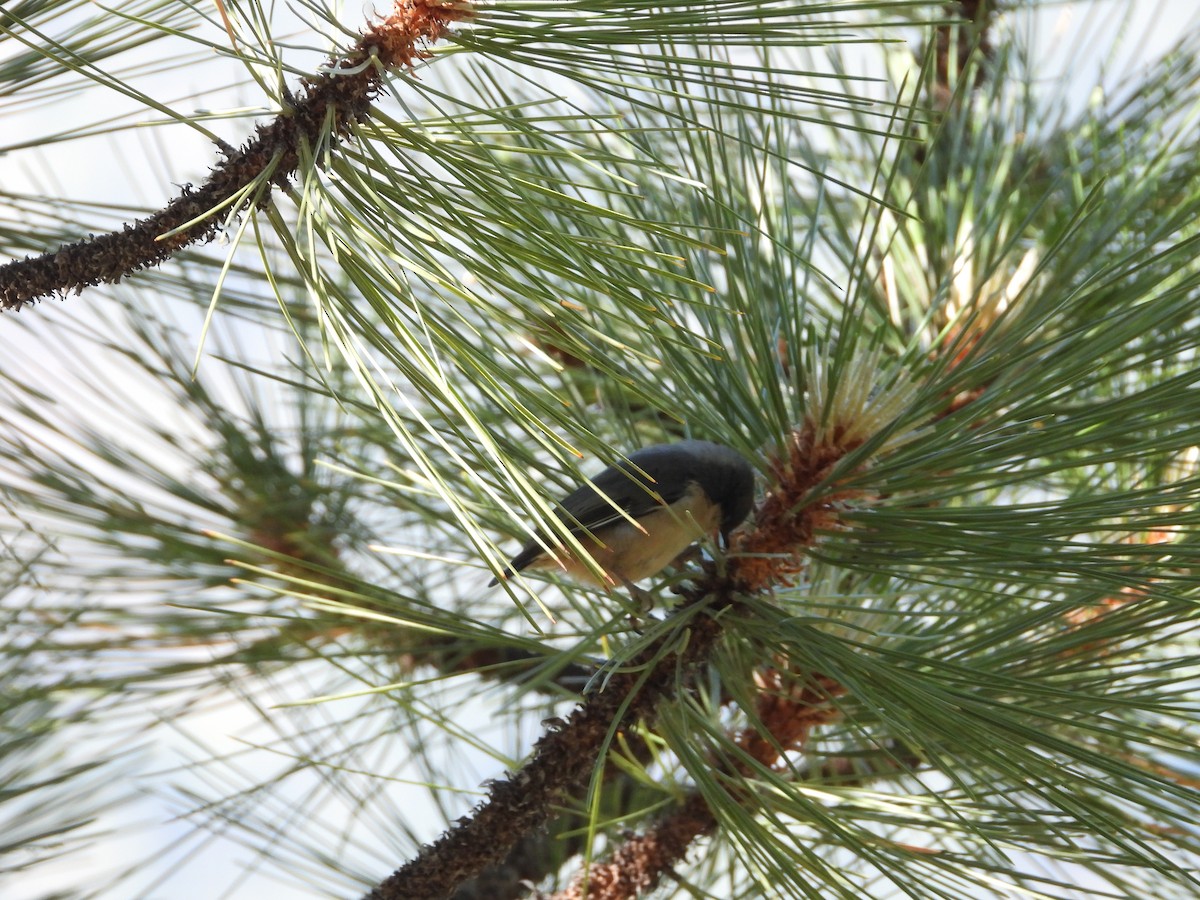 pygméspettmeis - ML638364989