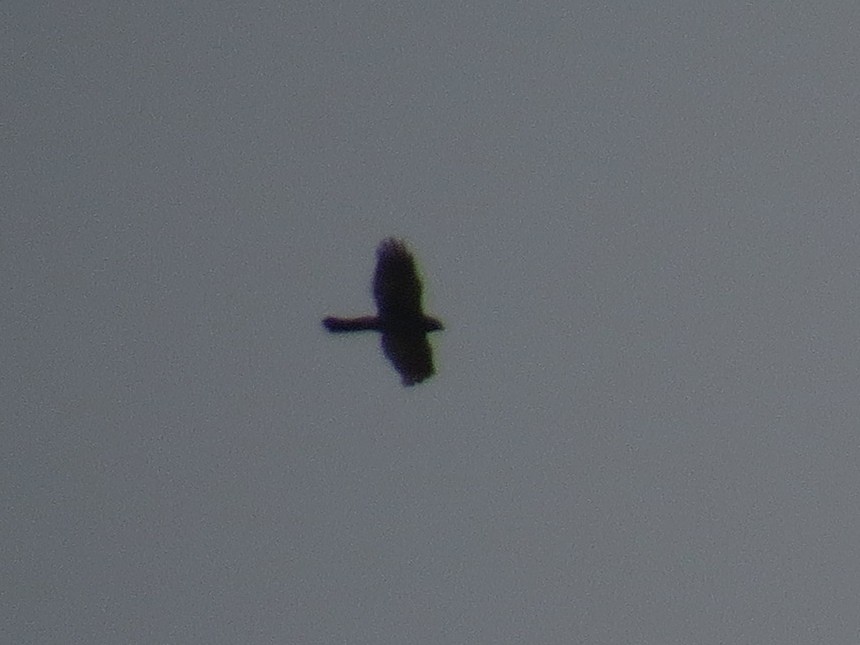 spurvehauk - ML638364993