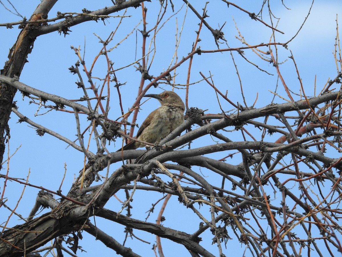 kaktusspottefugl - ML638365002