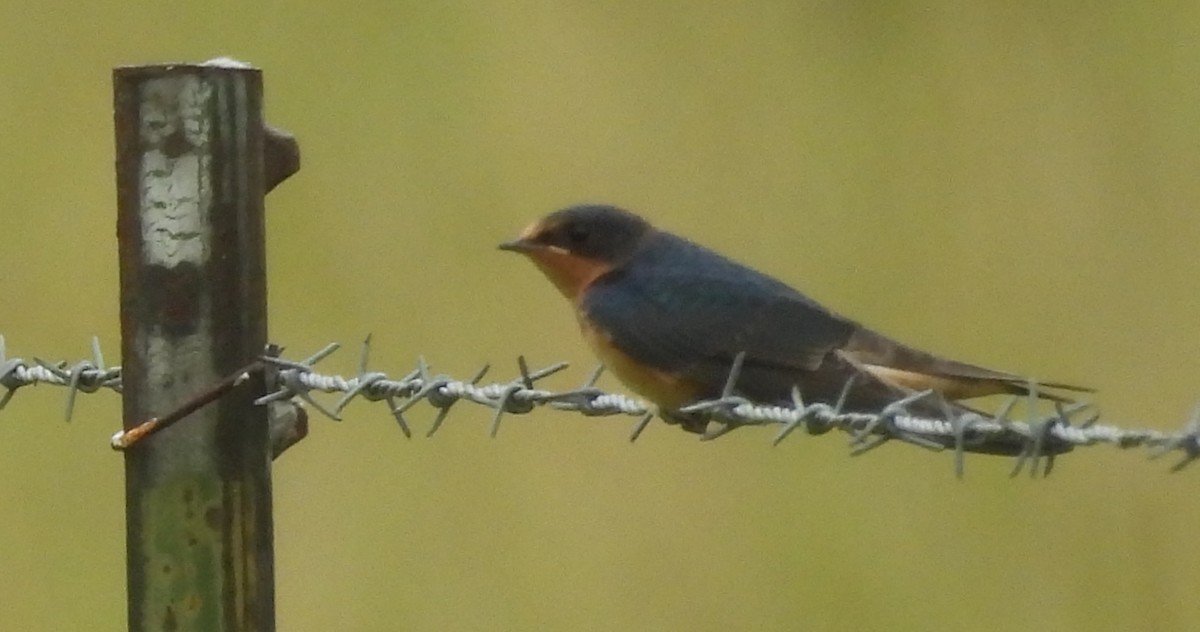 Golondrina Común - ML638365003