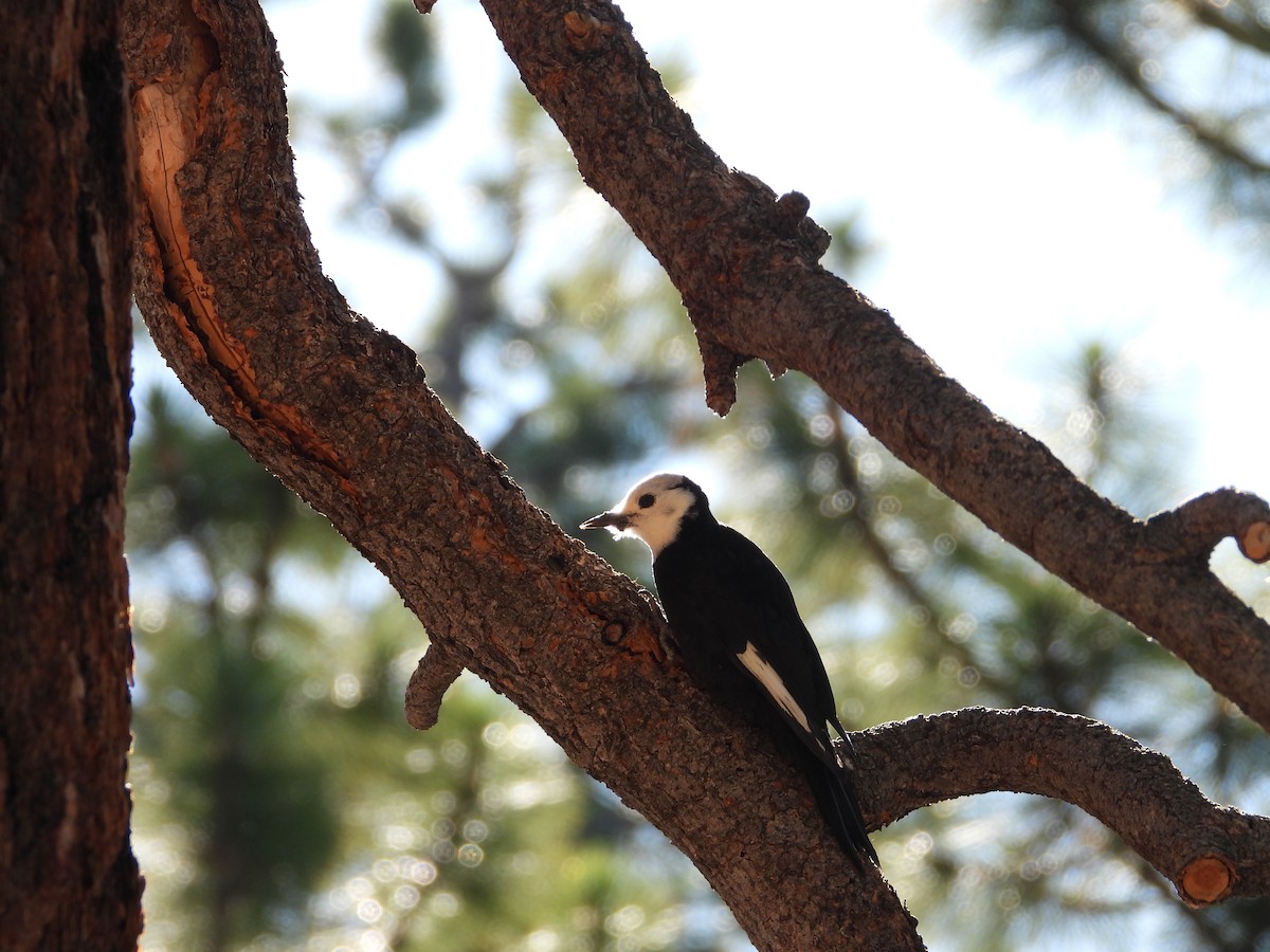 White-headed Woodpecker - ML638365015