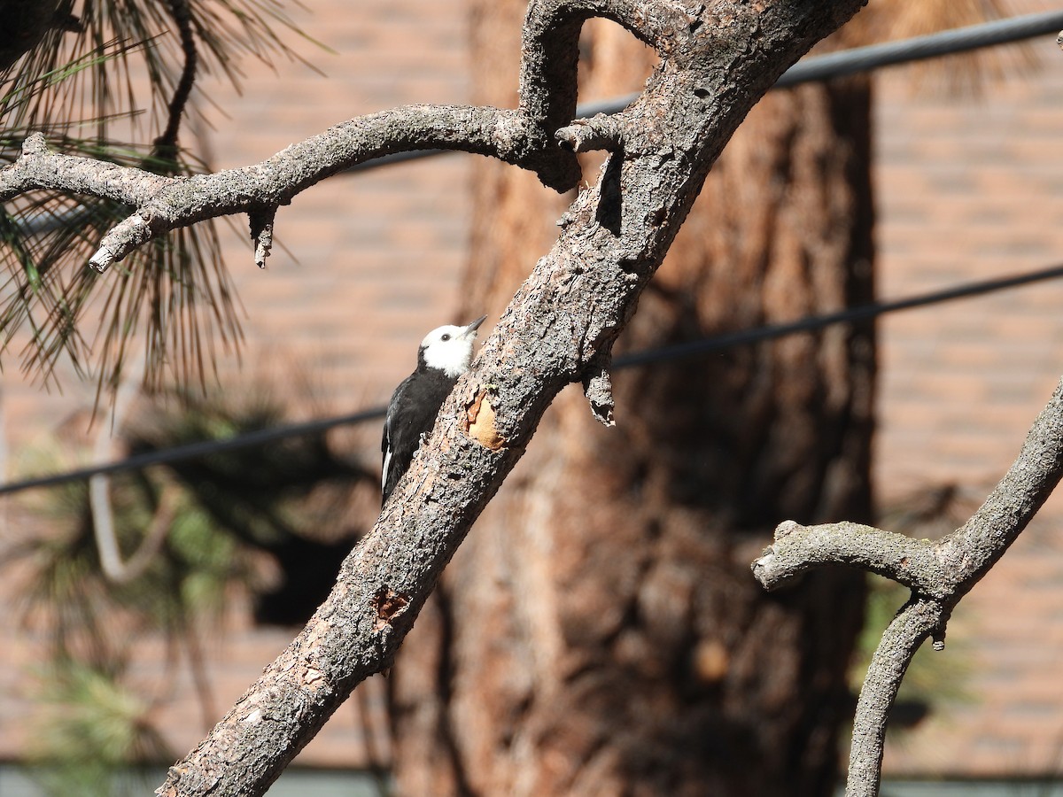 White-headed Woodpecker - ML638365017