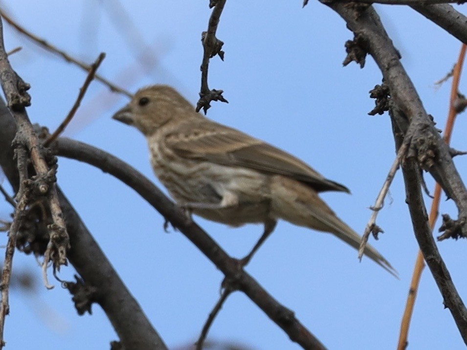 House Finch - ML638365038