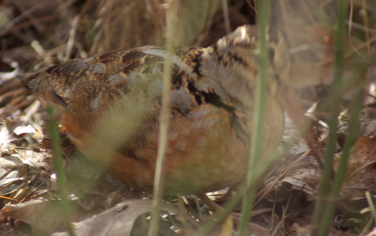 American Woodcock - ML638365059