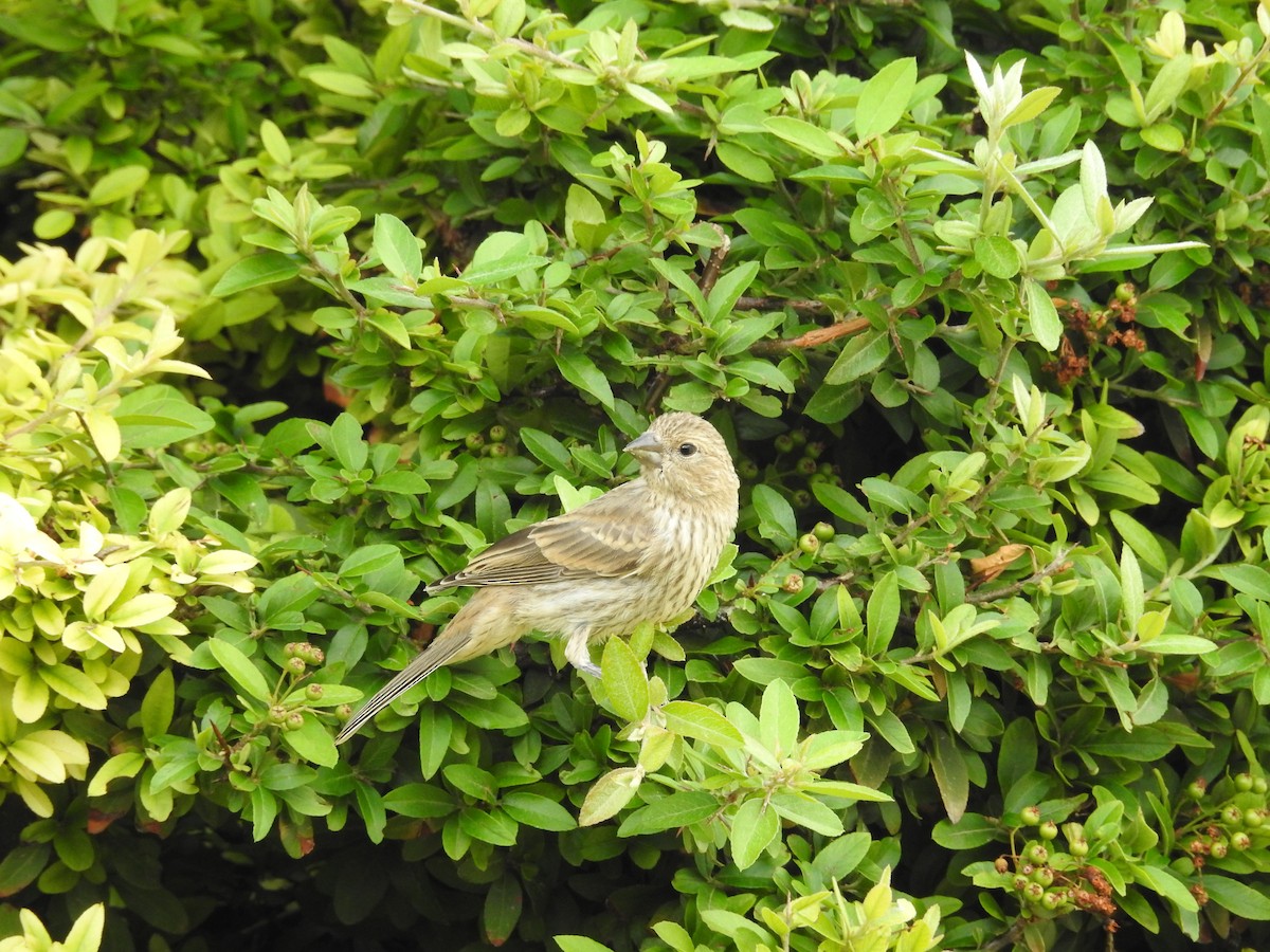House Finch - ML638365086