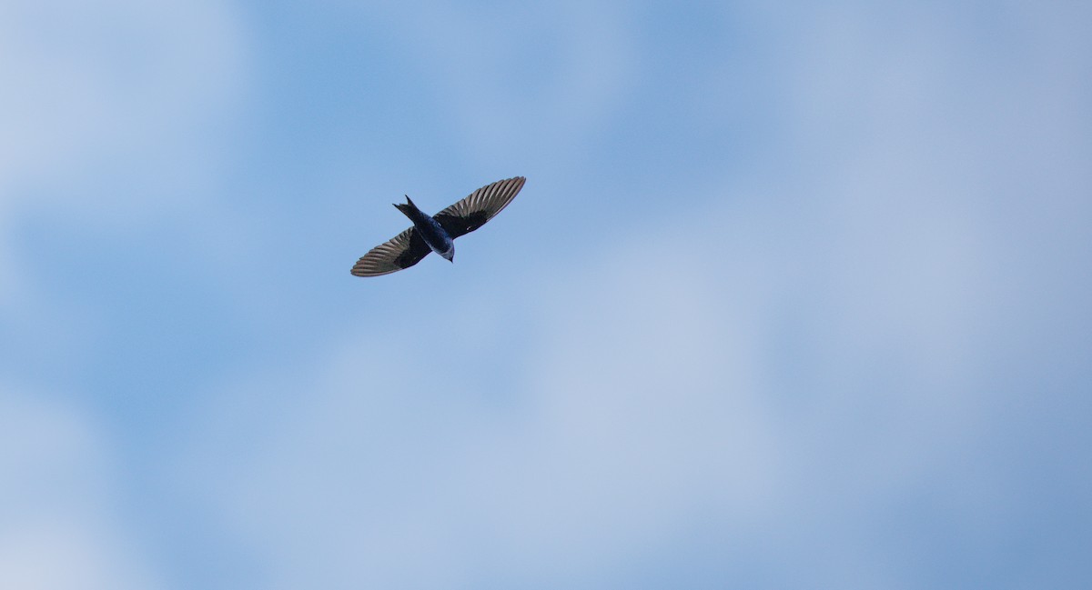 Purple Martin (hesperia) - ML638365088