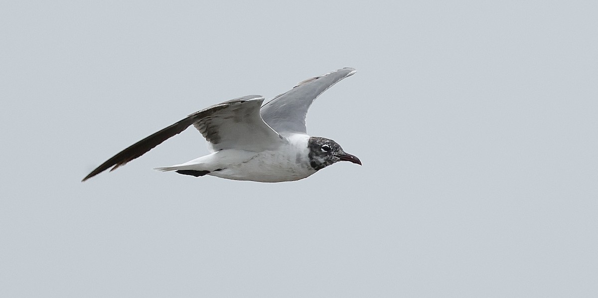 Gaviota Guanaguanare - ML638365091