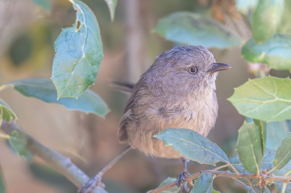 Wrentit - ML638365111