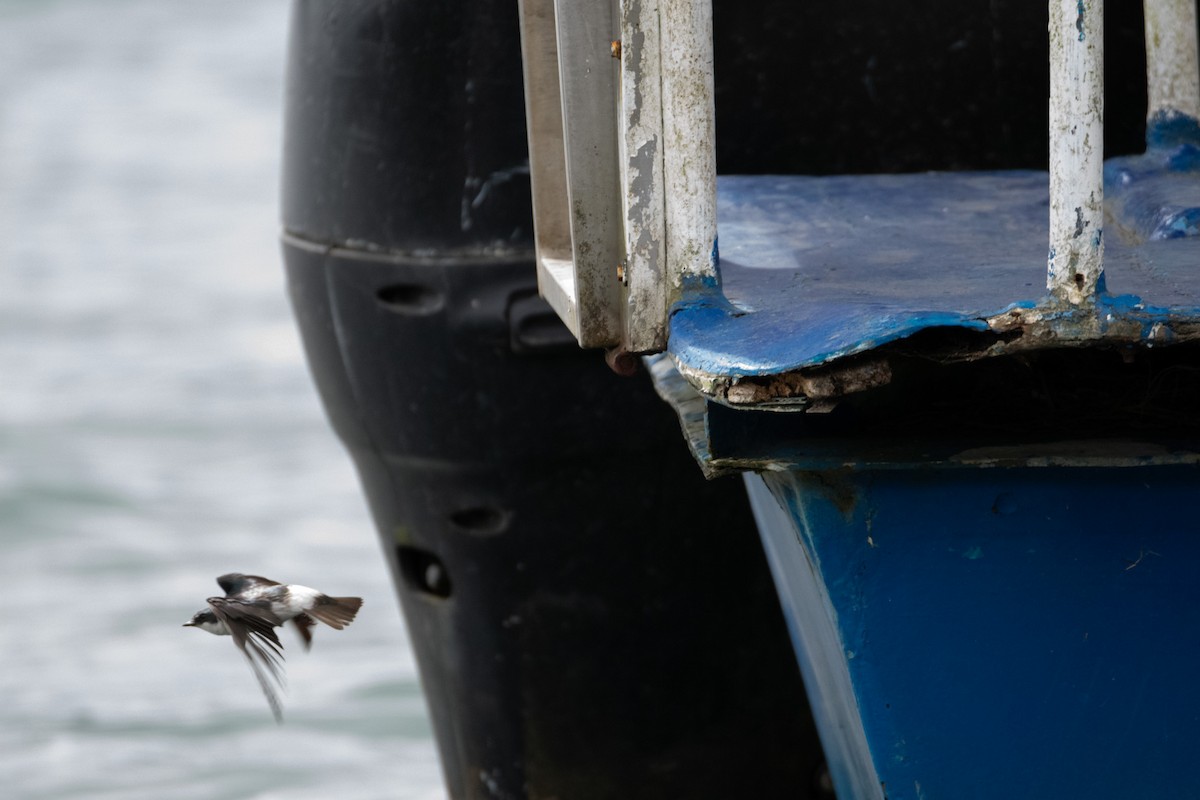 Mangrove Swallow - ML638365147