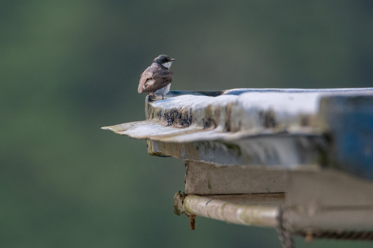Mangrove Swallow - ML638365177