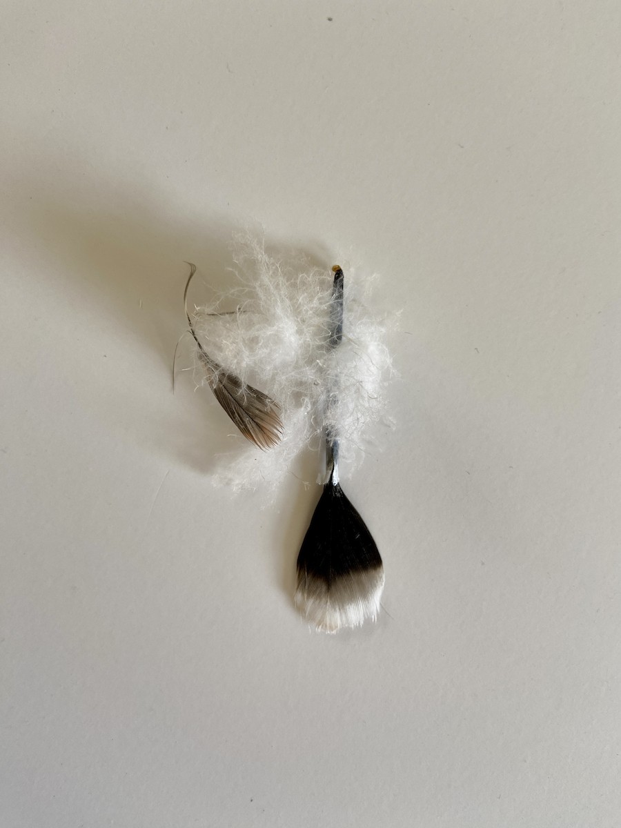 krkavec velký - ML638365182