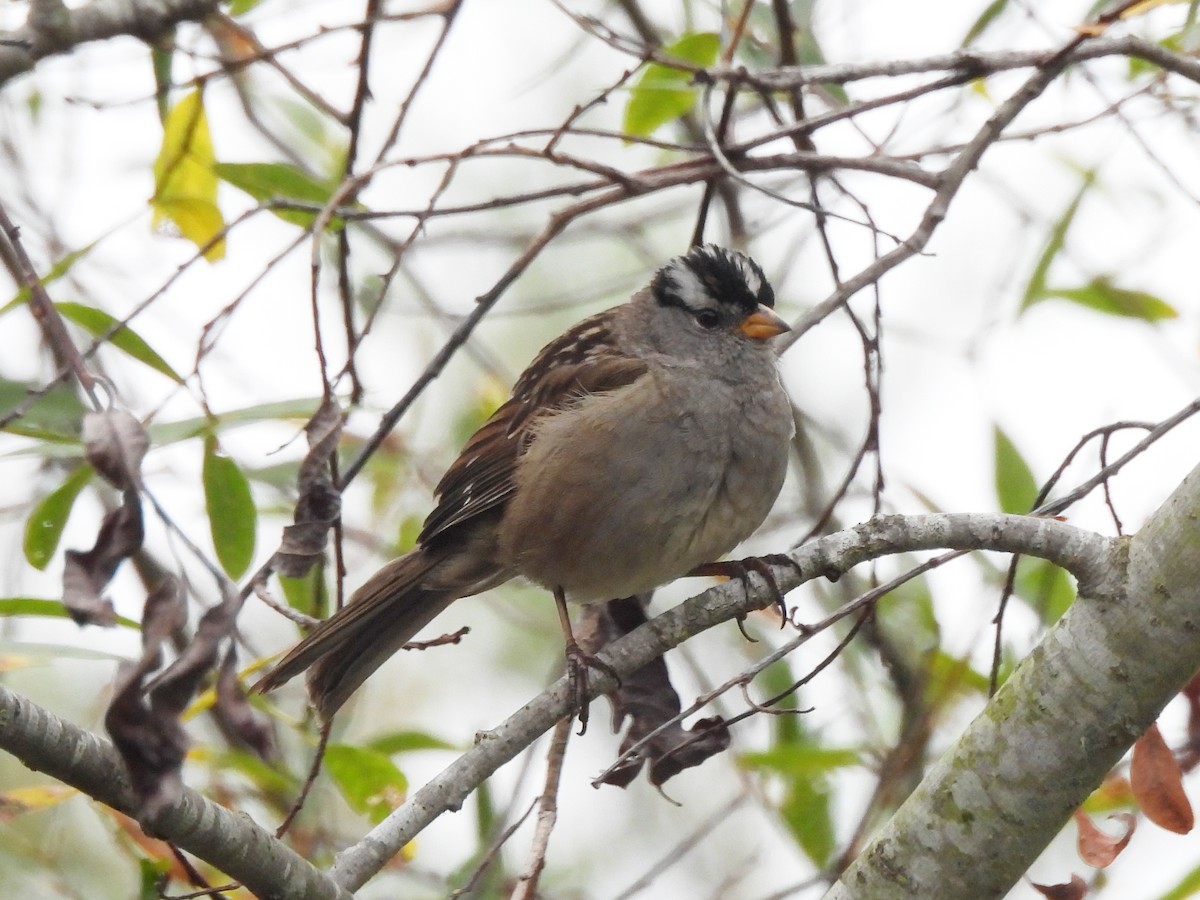 White-crowned Sparrow (Yellow-billed) - ML638365193