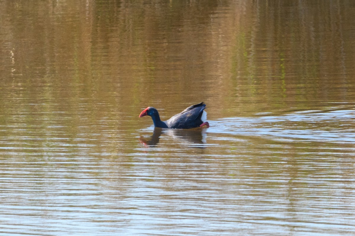 Western Swamphen - ML638365198