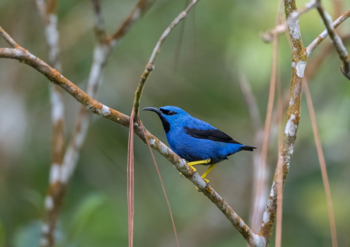 Shining Honeycreeper - ML638365199