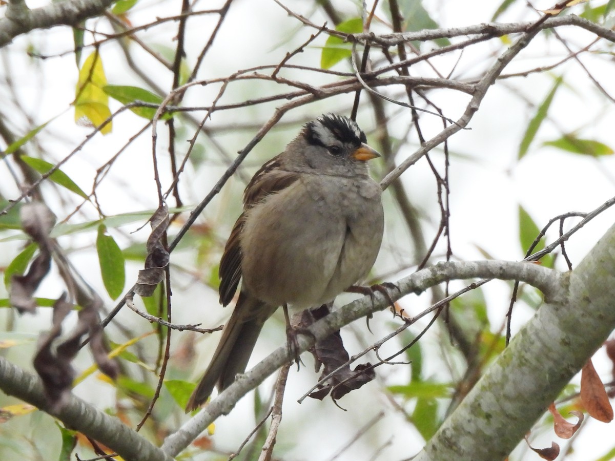 White-crowned Sparrow (Yellow-billed) - ML638365201