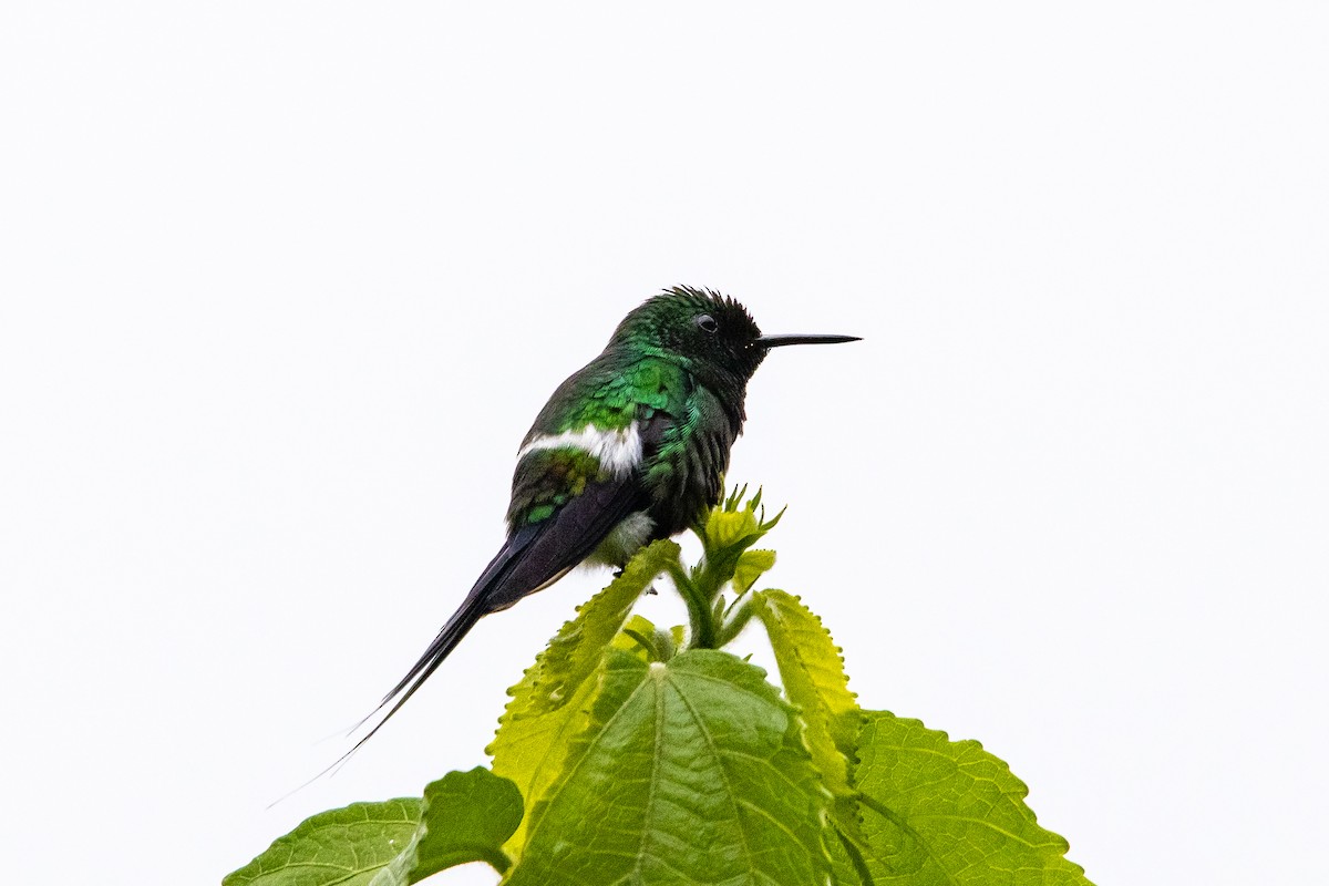Green Thorntail - ML638365203