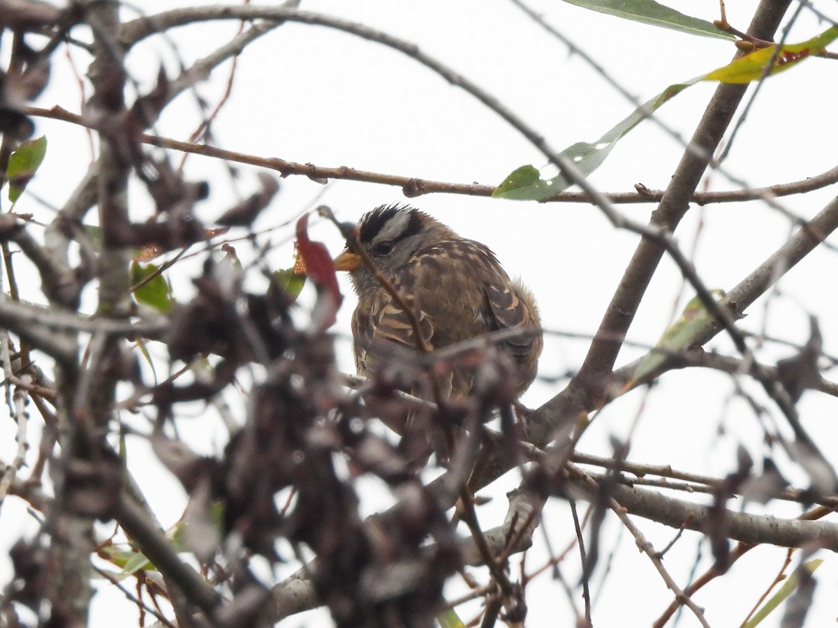 White-crowned Sparrow (Yellow-billed) - ML638365213