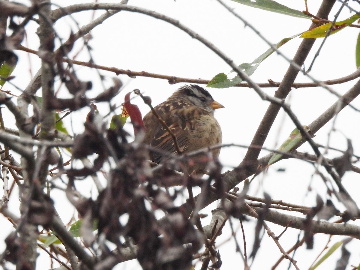 White-crowned Sparrow (Yellow-billed) - ML638365214