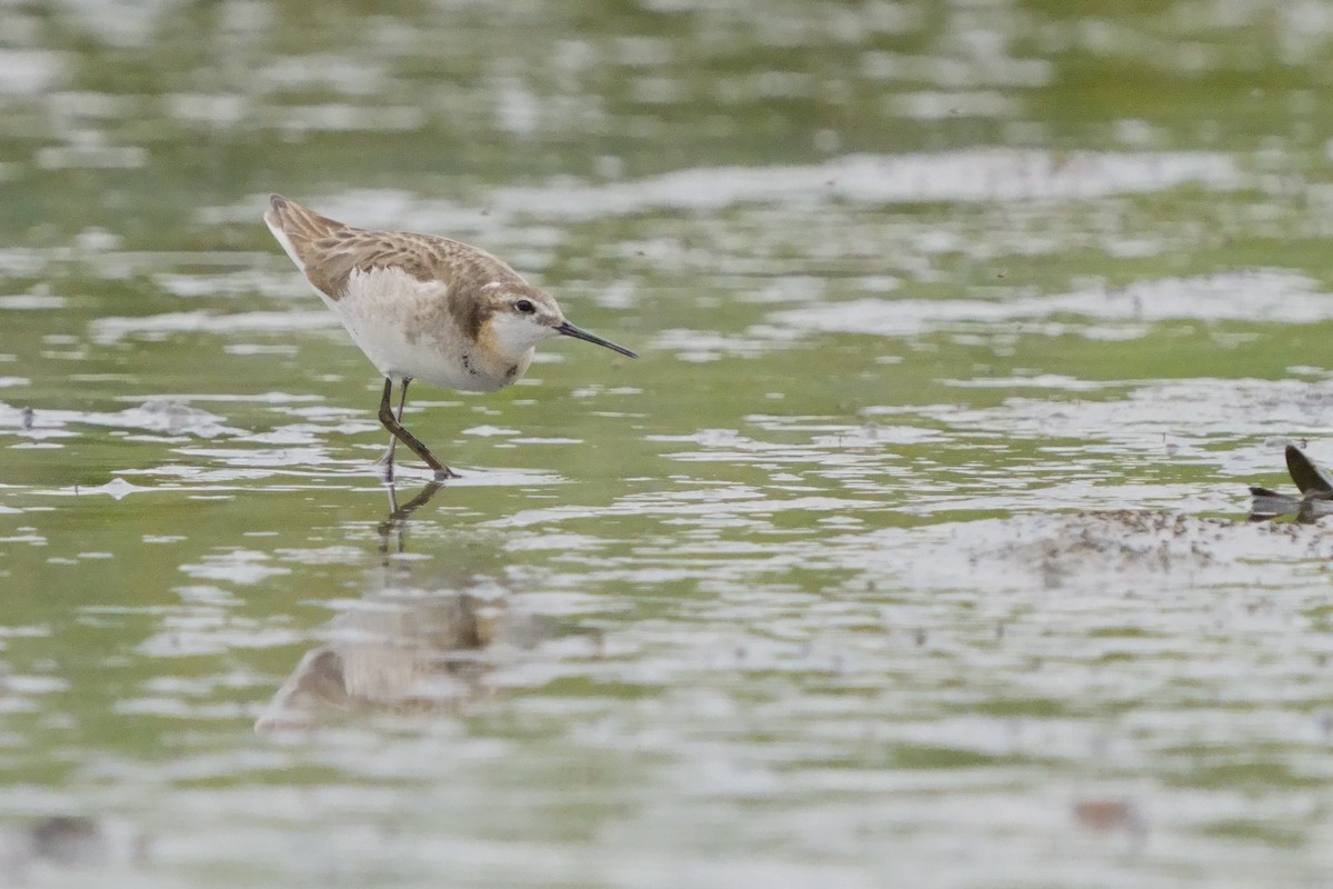 hvithalesvømmesnipe - ML638365218