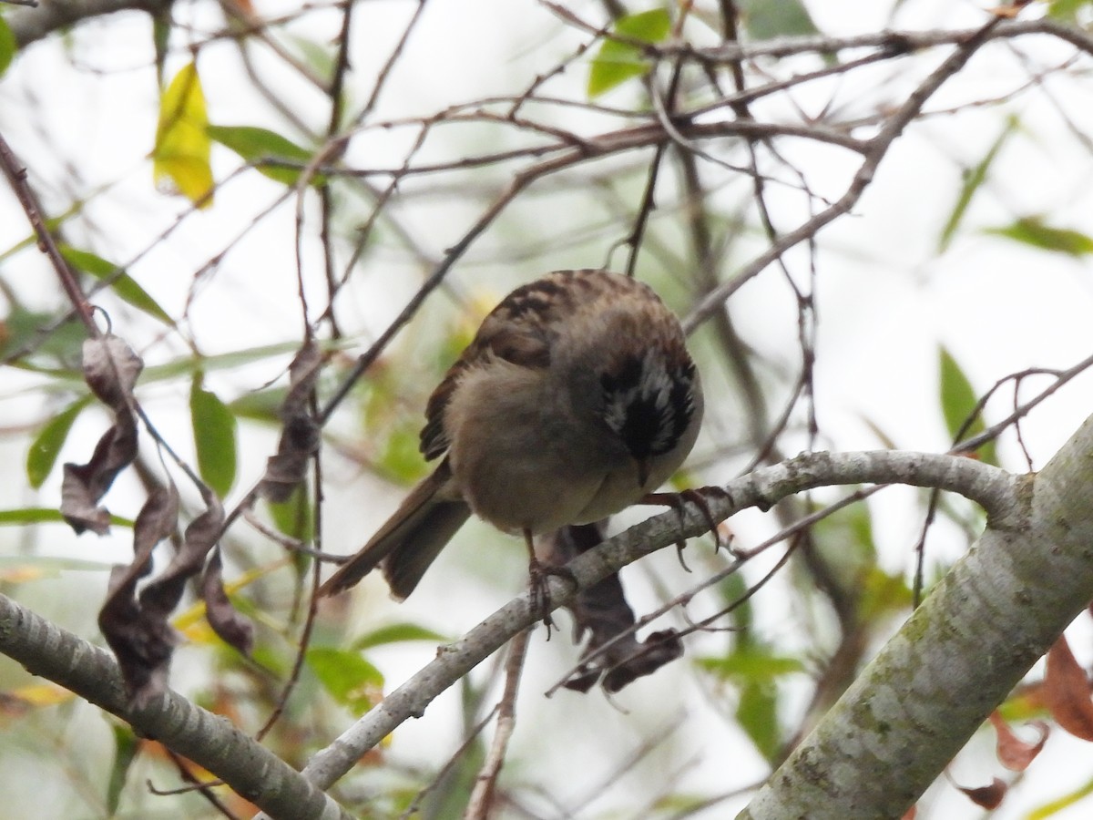 White-crowned Sparrow (Yellow-billed) - ML638365221