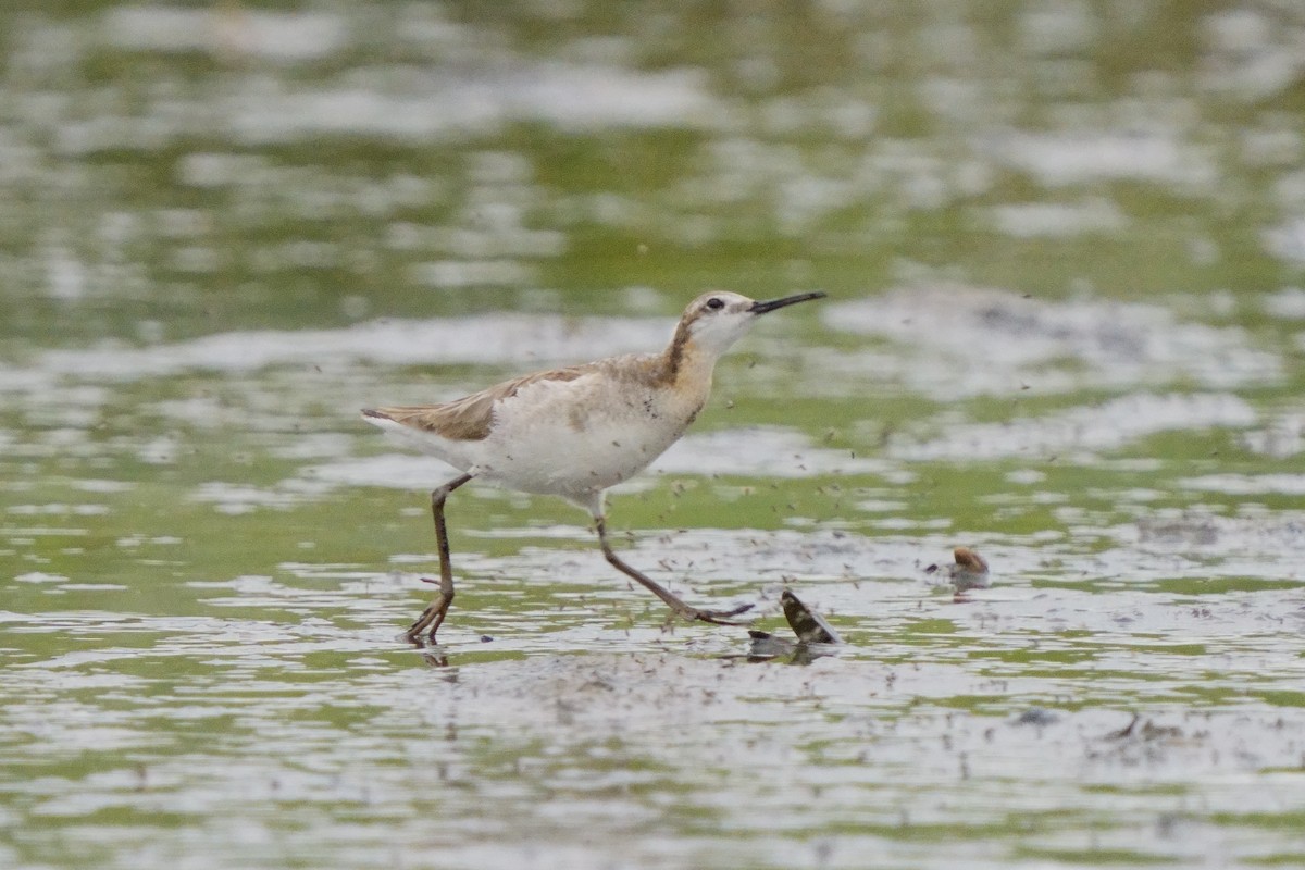hvithalesvømmesnipe - ML638365222