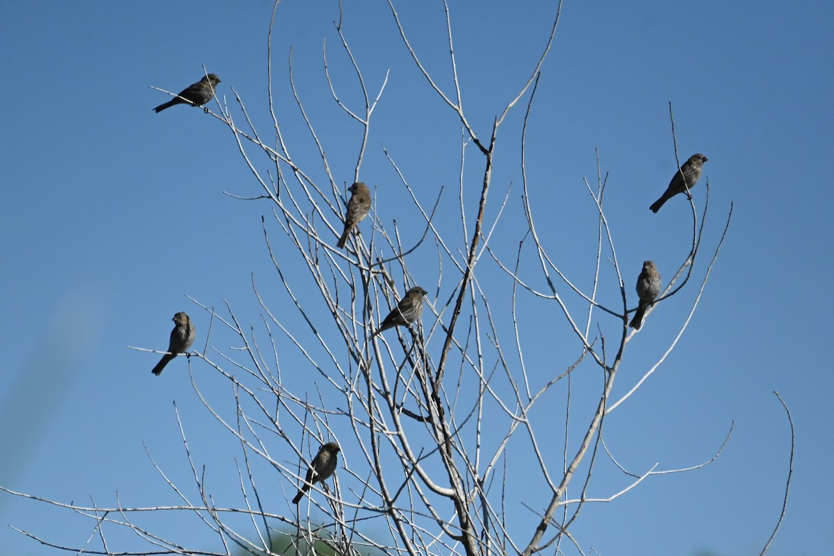 House Finch - ML638365225