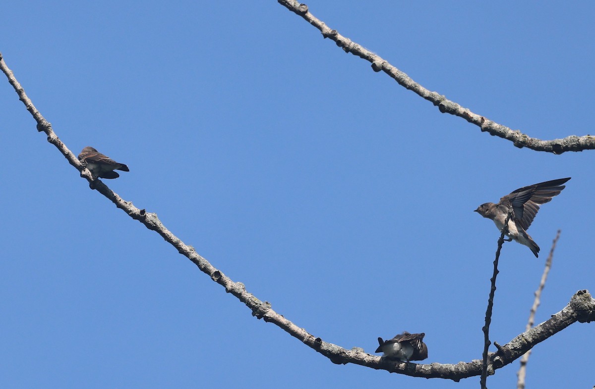 Northern Rough-winged Swallow - ML638365257