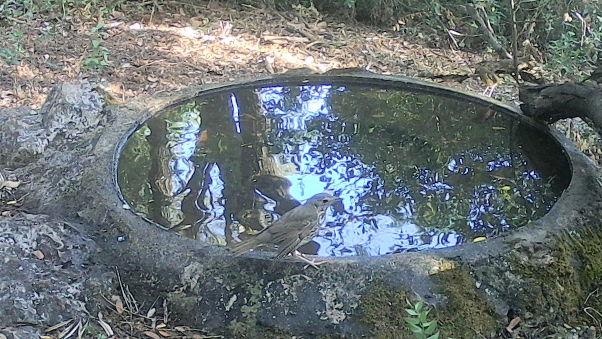 Song Thrush - ML638365261