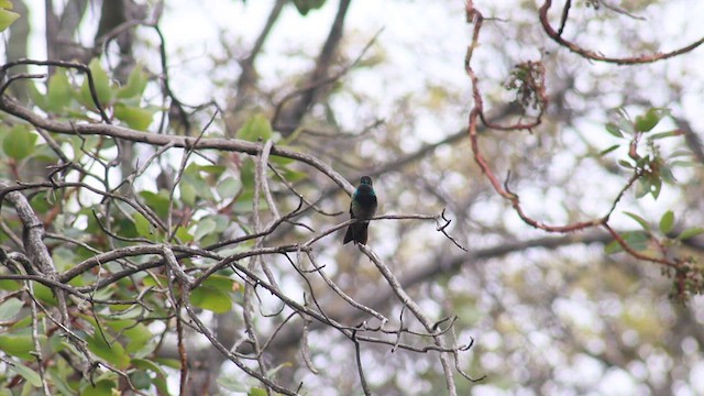 Rivoli's Hummingbird - ML638365289