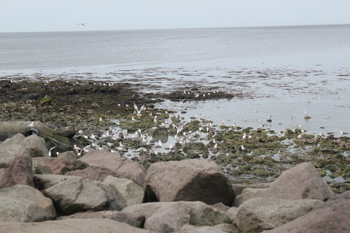 Lesser Black-backed Gull - ML638365290