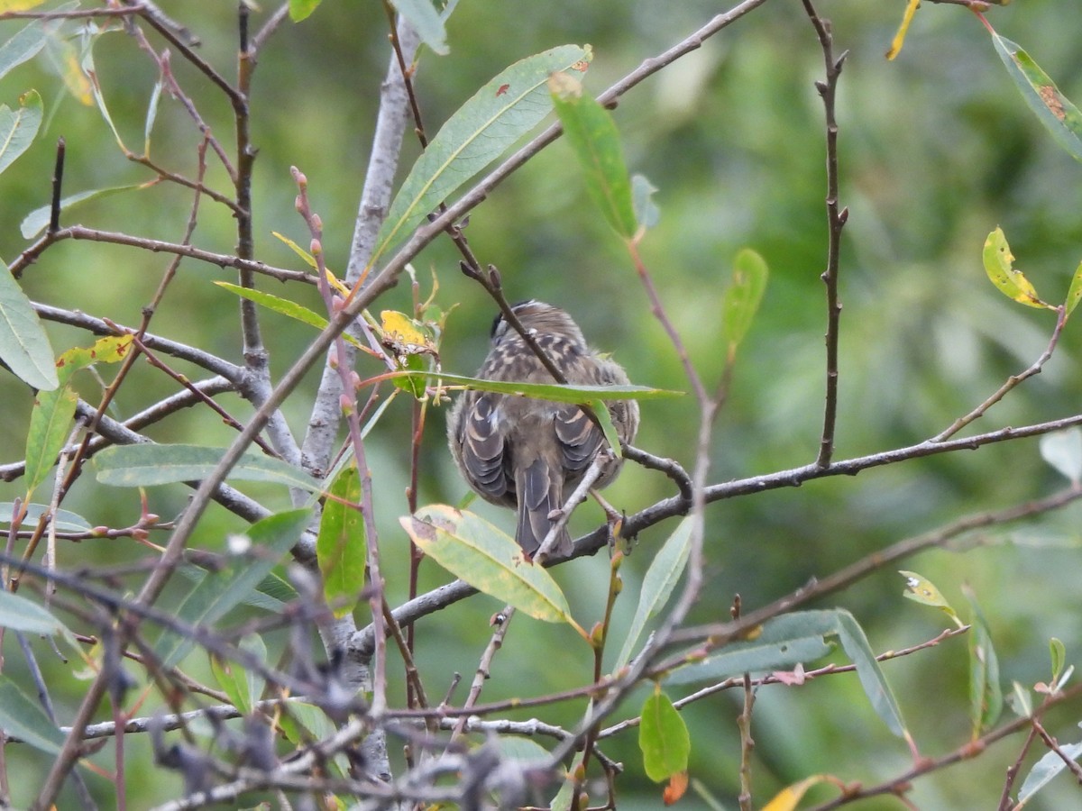 White-crowned Sparrow (Yellow-billed) - ML638365301