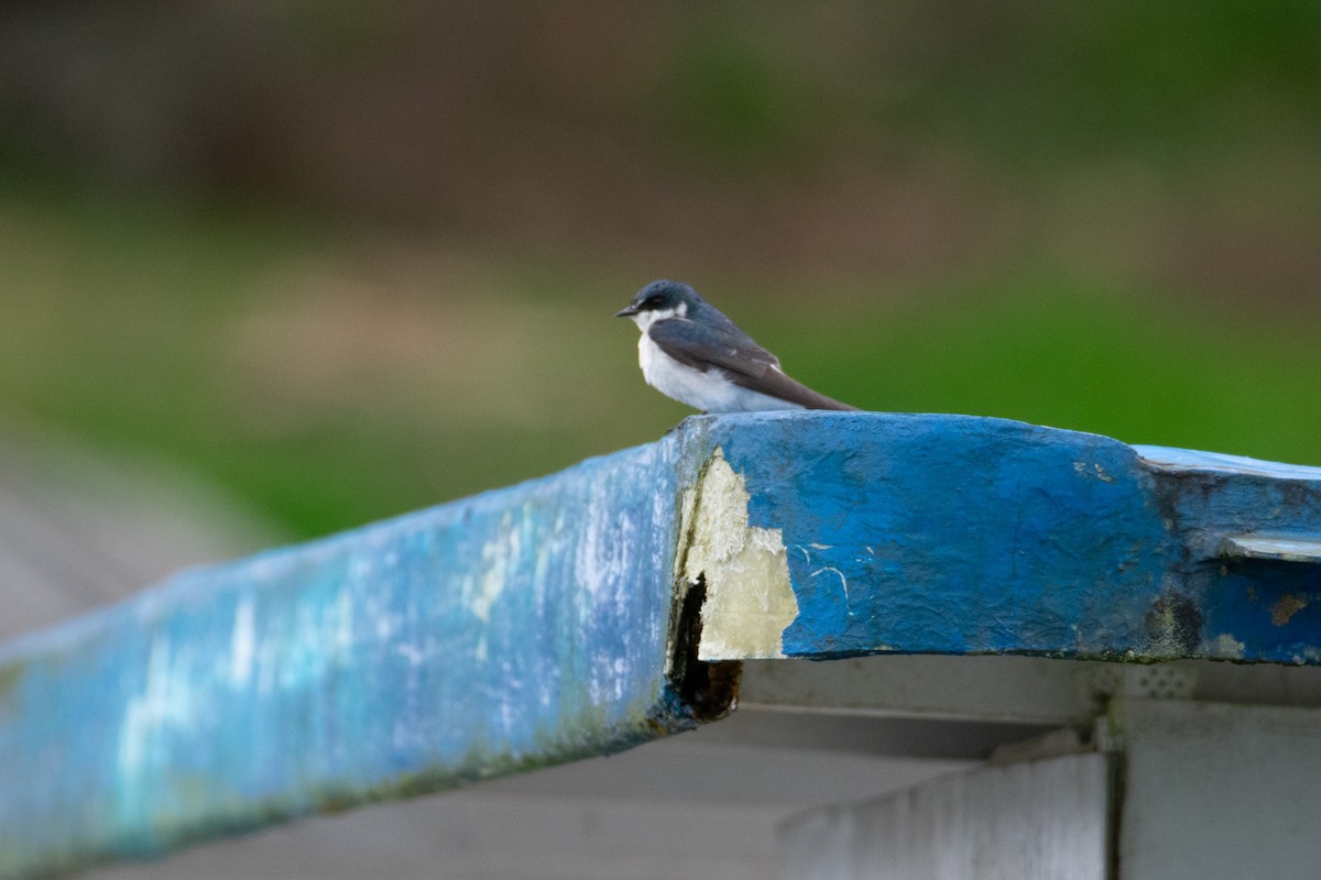 Mangrove Swallow - ML638365313