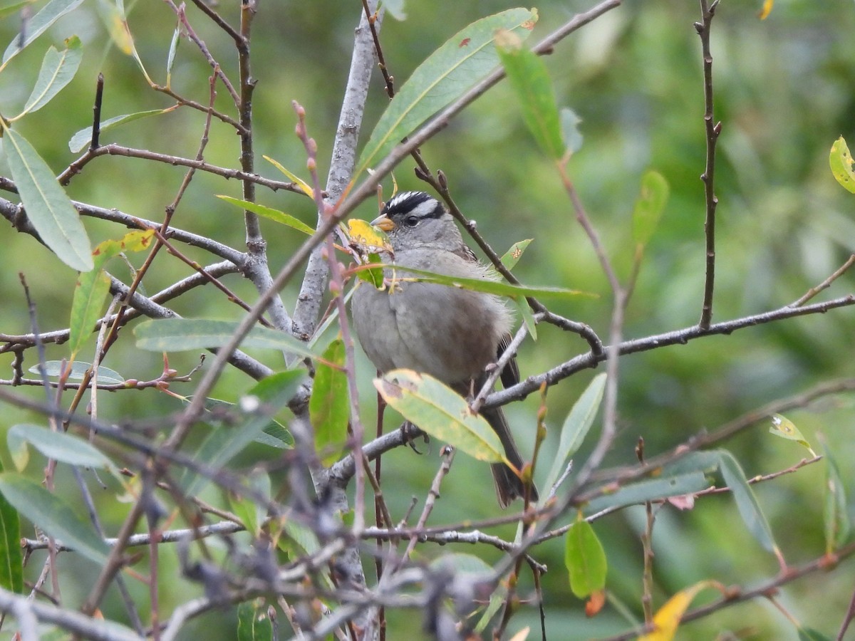 White-crowned Sparrow (Yellow-billed) - ML638365323