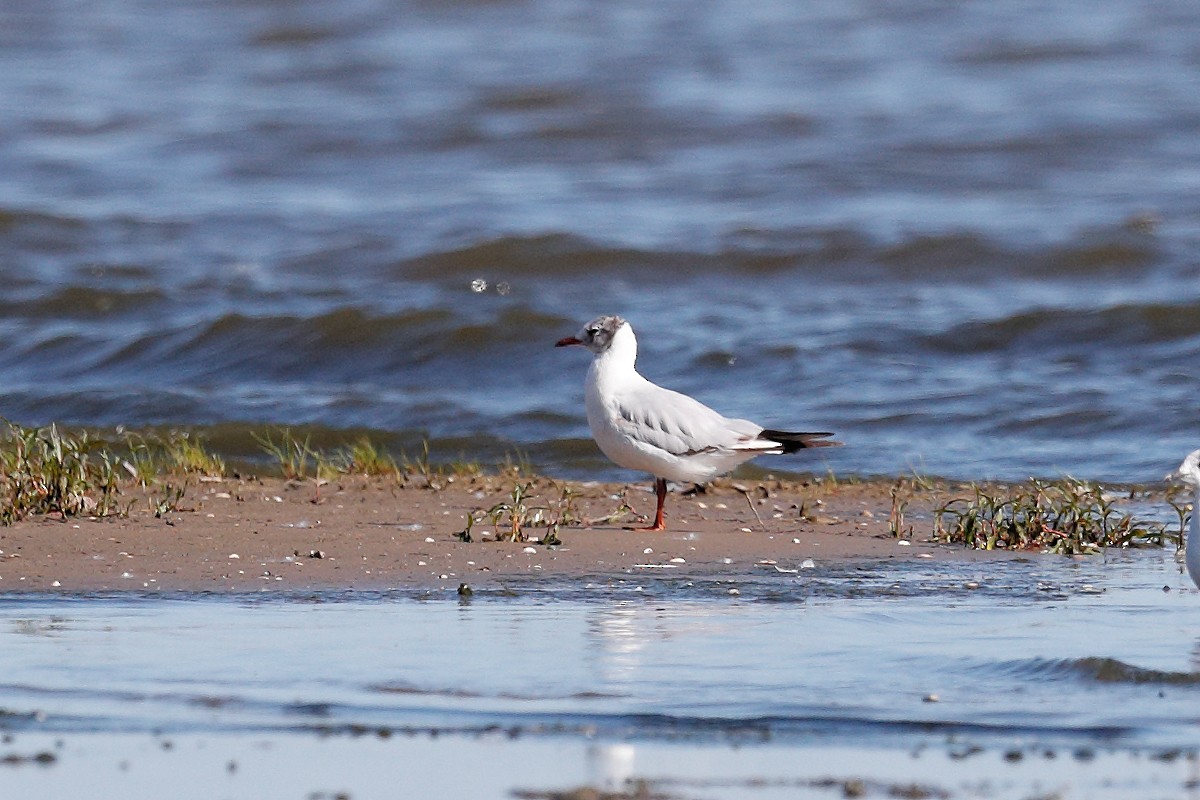 Mouette rieuse - ML638365326