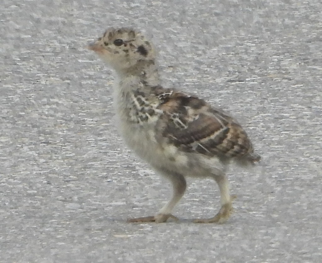 Dusky Grouse - ML638365333