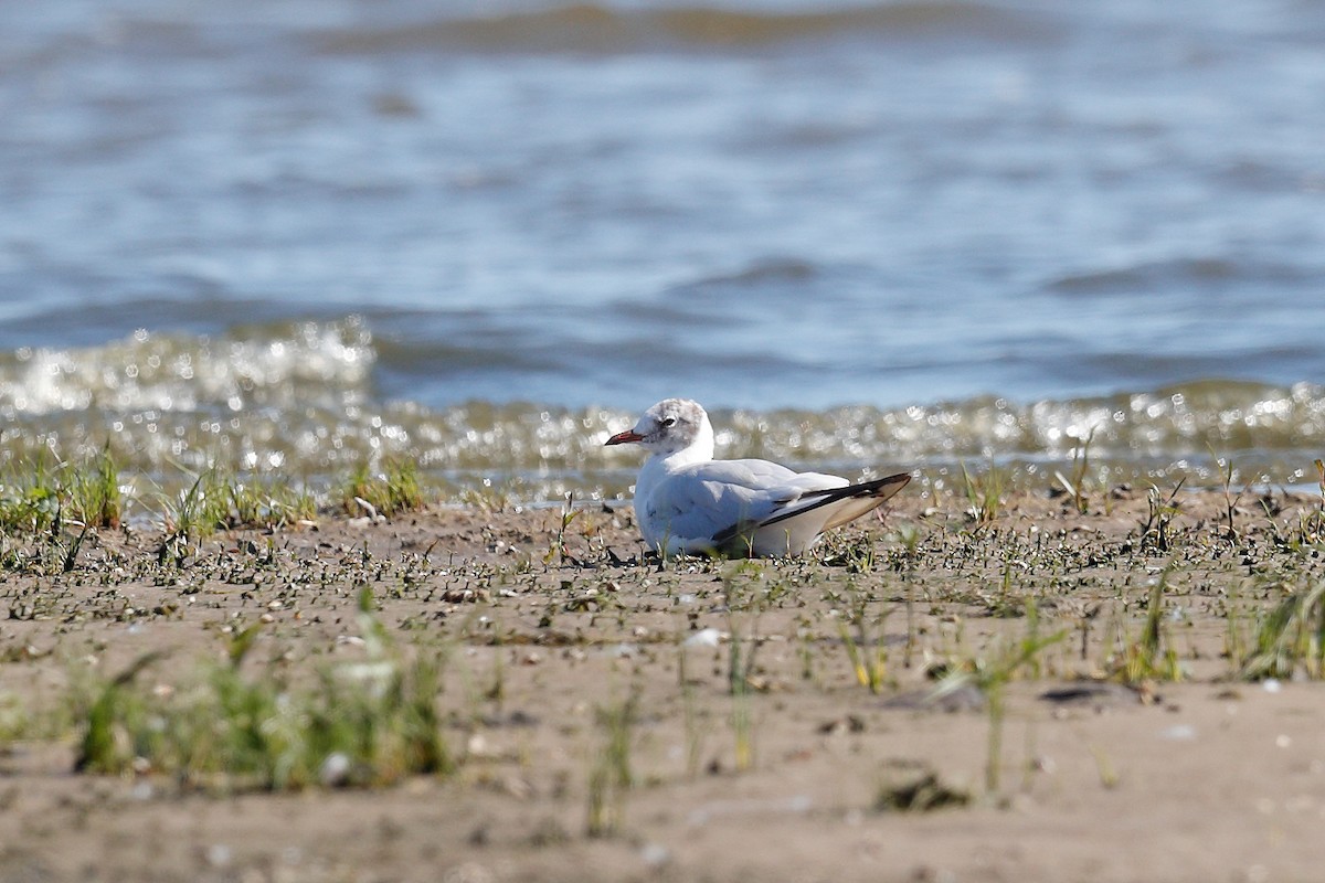 Mouette rieuse - ML638365335