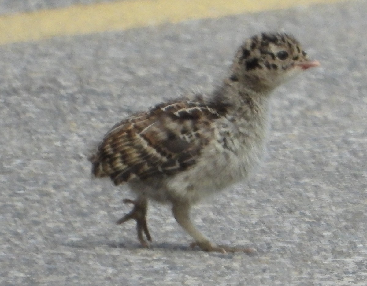 Dusky Grouse - ML638365336