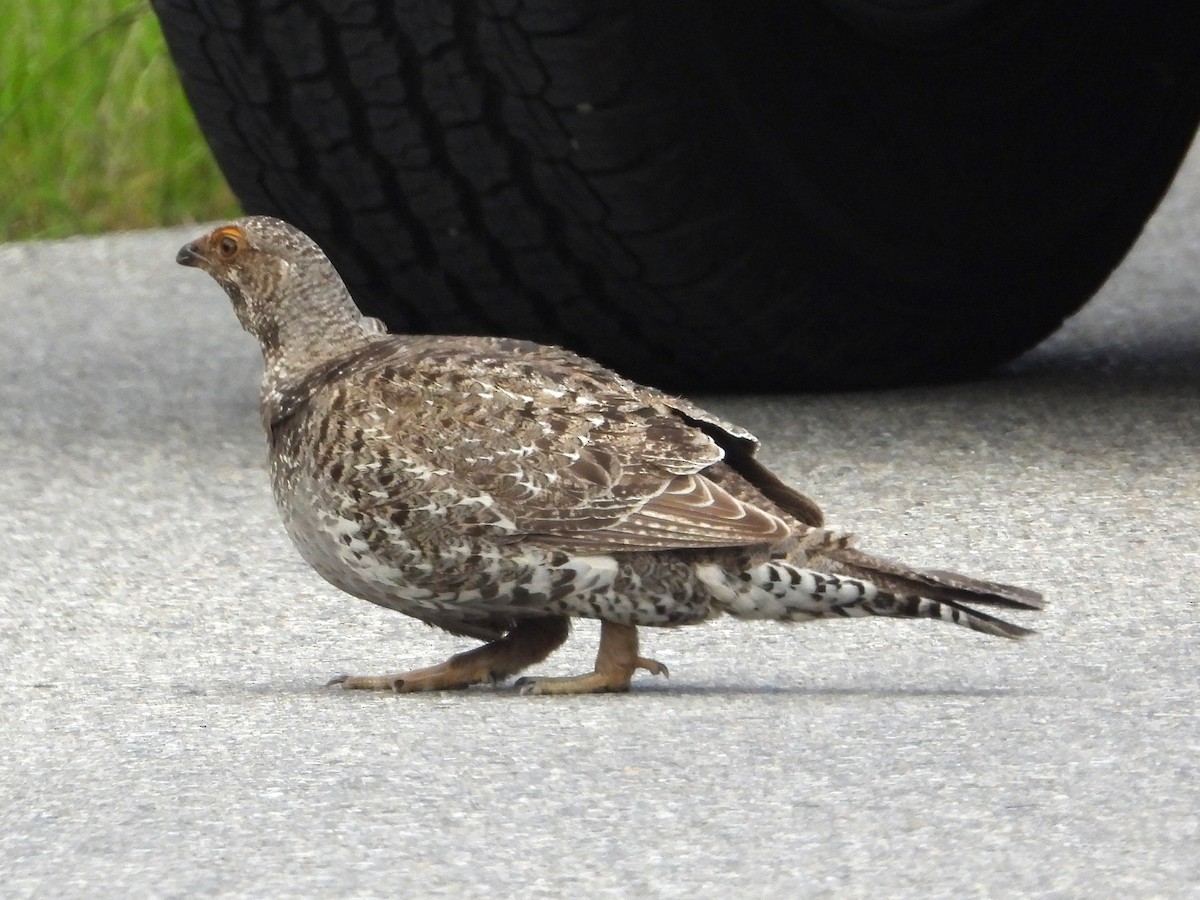 Dusky Grouse - ML638365337