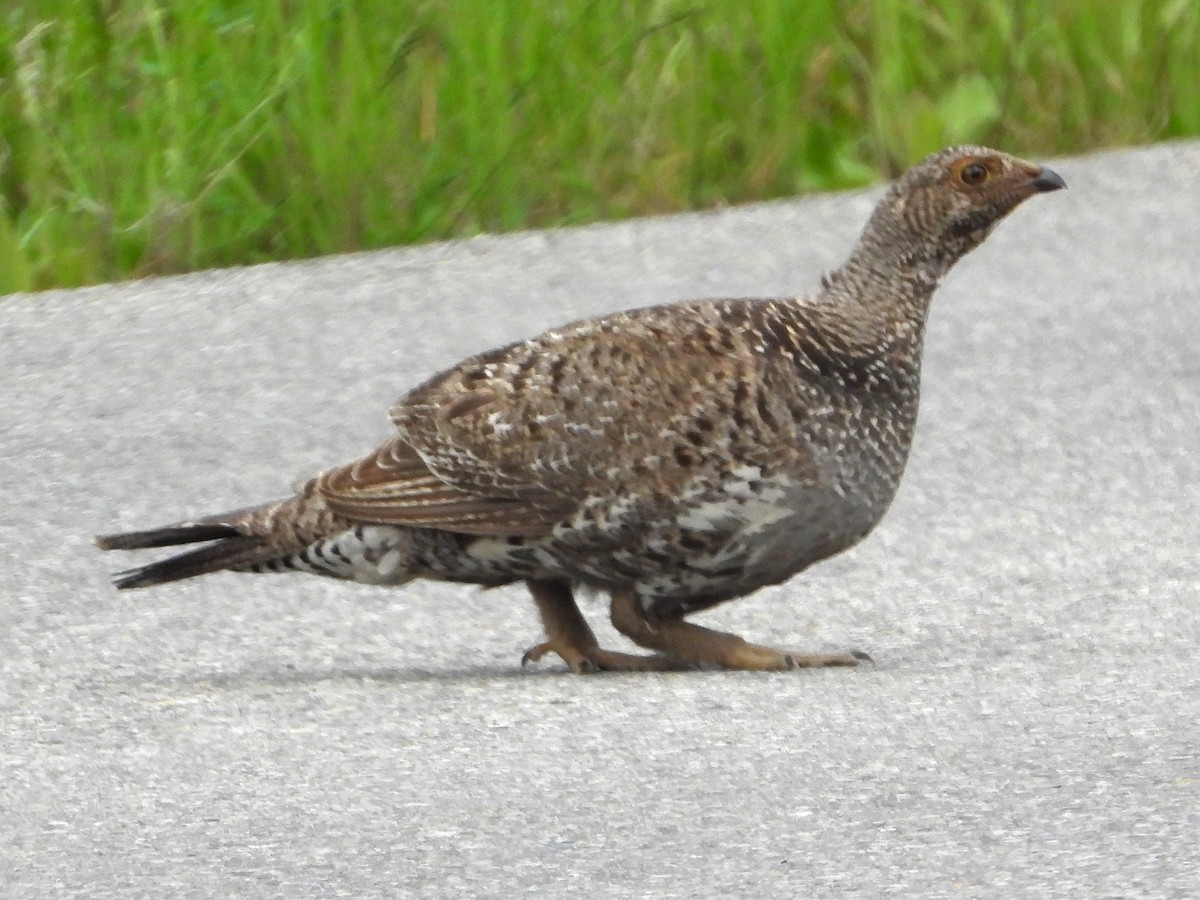Dusky Grouse - ML638365343