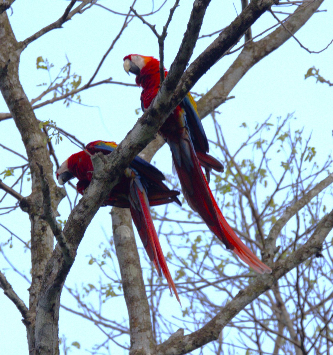 Scarlet Macaw - ML638365367