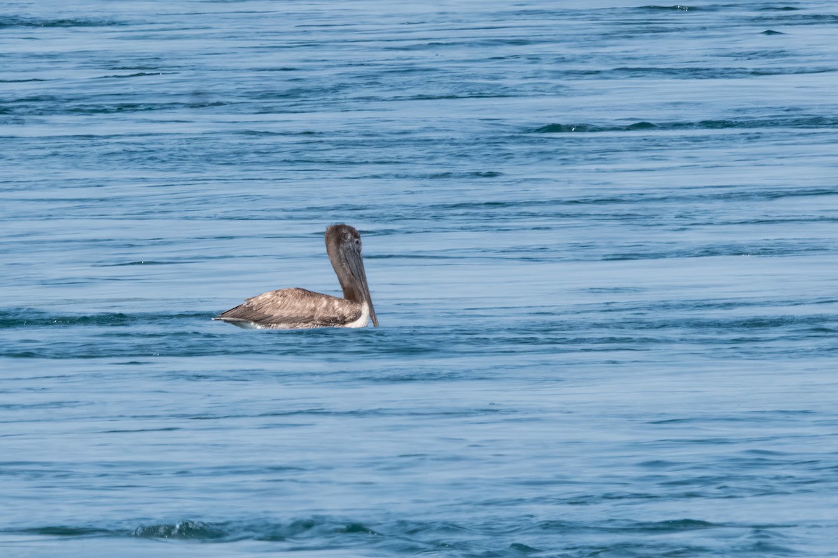 Brown Pelican - ML638365370