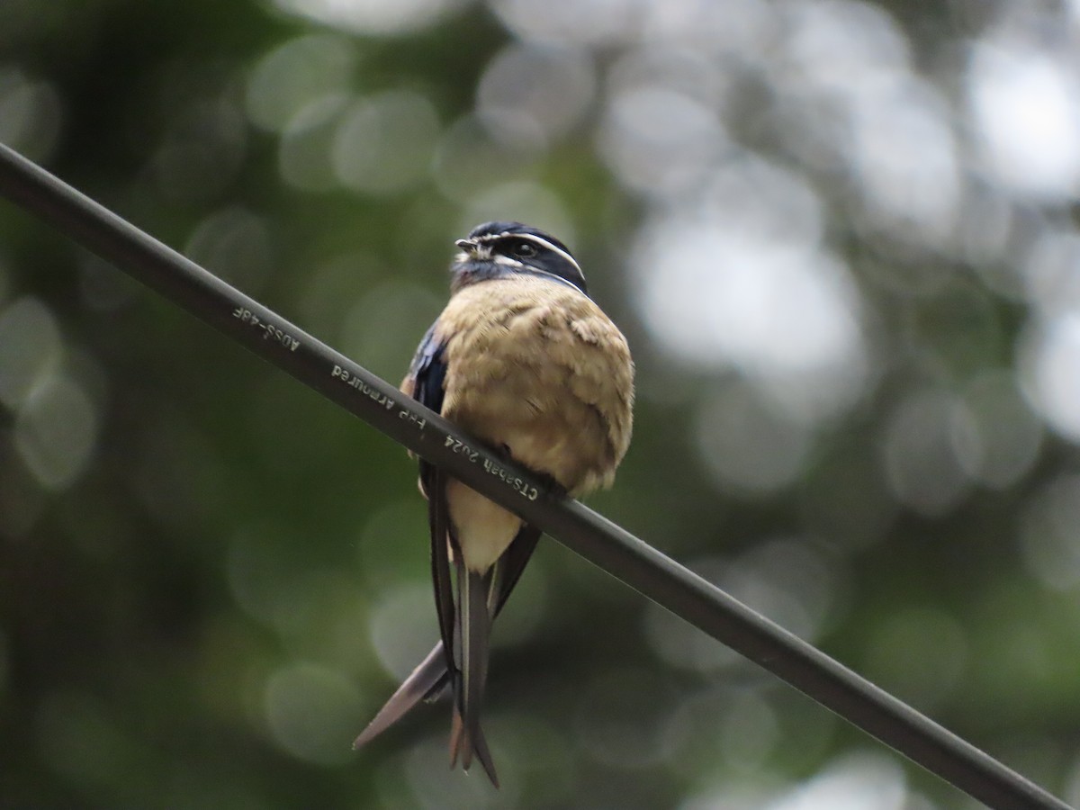 Whiskered Treeswift - ML638365408