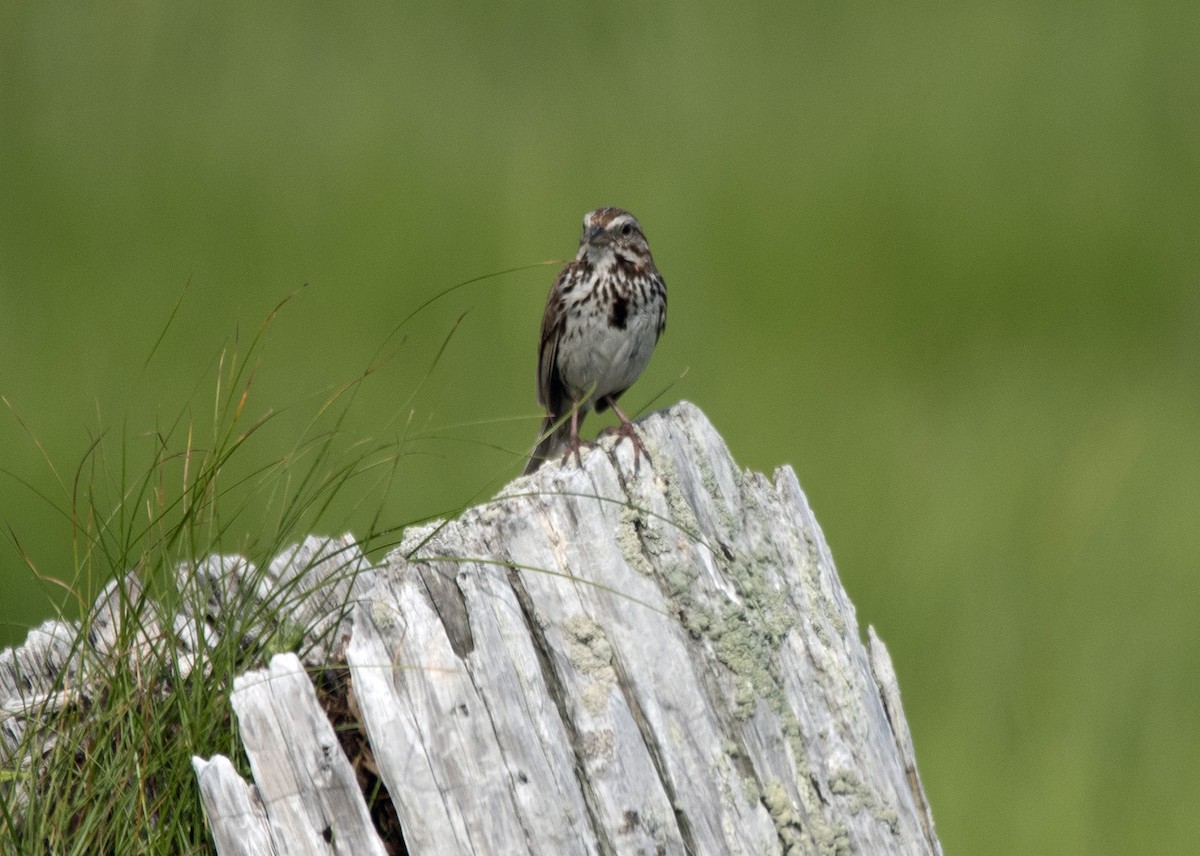 Song Sparrow - ML638365414