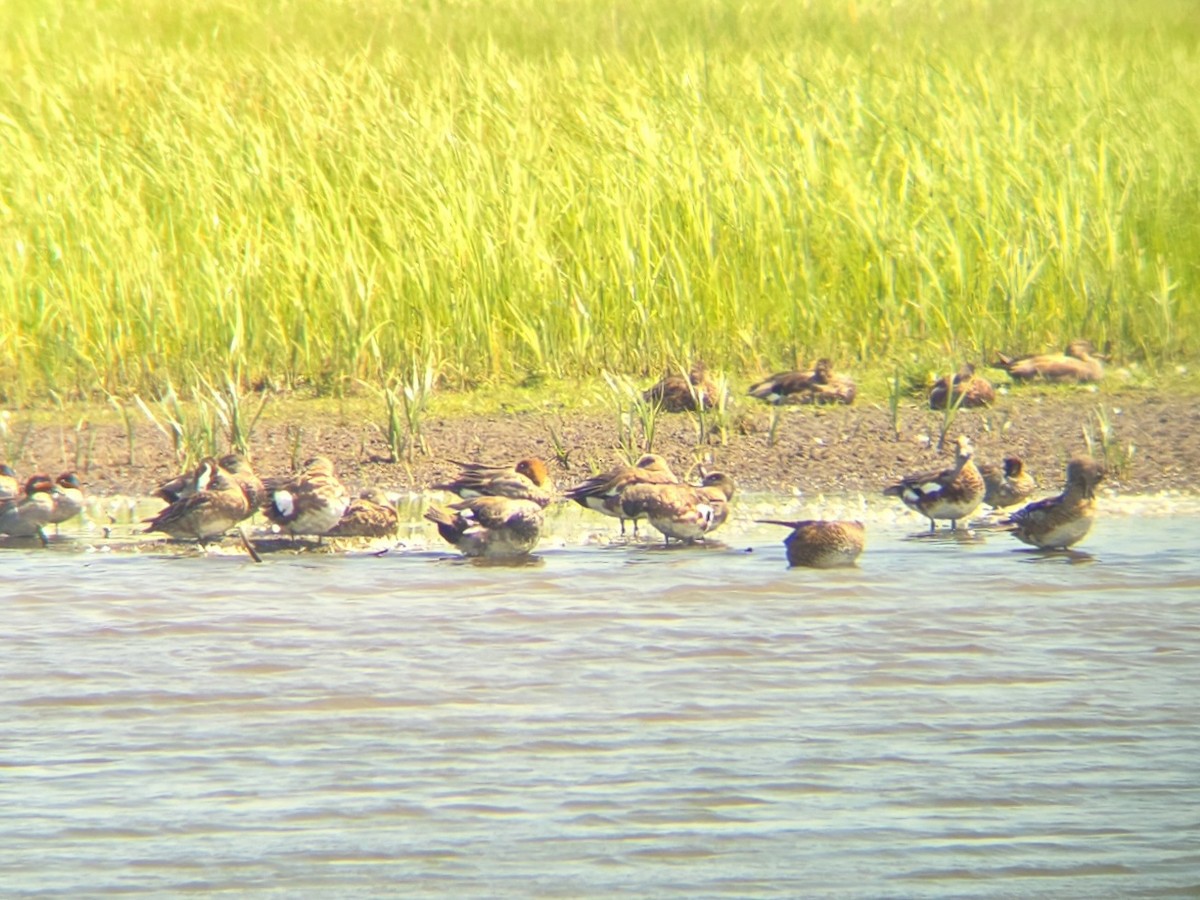 Eurasian Wigeon - ML638365425