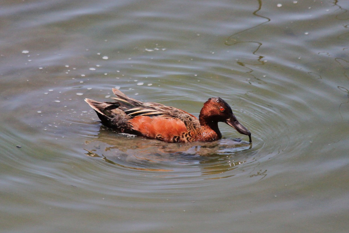 Cinnamon Teal - ML638365427